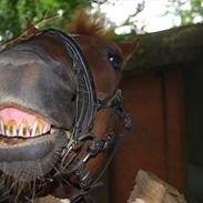 Anden særlig race Lukas. Himmelhest