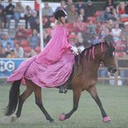 New Forest Joly´s vanja