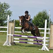 Hollandsk Sportspony Cairo