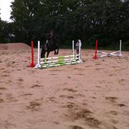 Dansk Varmblod Møgelholtgårds Winchester