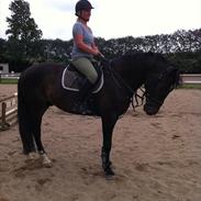 Dansk Varmblod Møgelholtgårds Winchester