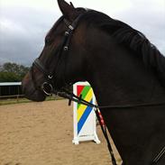 Dansk Varmblod Møgelholtgårds Winchester