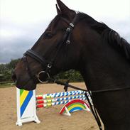 Dansk Varmblod Møgelholtgårds Winchester