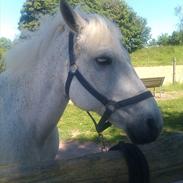 Connemara Målund Minell