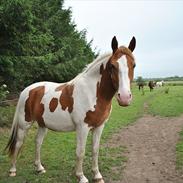 Anden særlig race Eldorado(Solgt)