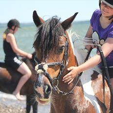 Irish Cob Dancer *Min pige<3*