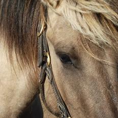 Anden særlig race Friser/fjord hoppen Mysla