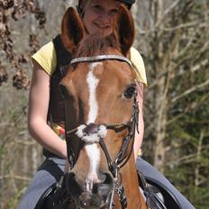 Hollandsk Sportspony Cesar solgt :(