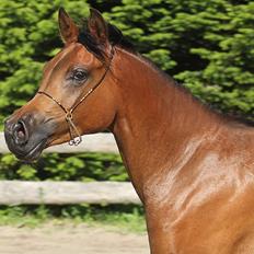 Arabisk fuldblod (OX) Vix Sultana D. - SOLGT - 