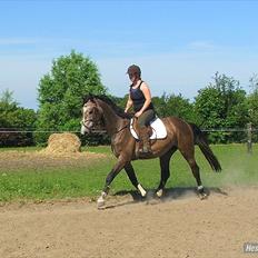 Dansk Varmblod Lyngbjergs Cannon Ball 