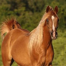 Arabisk fuldblod (OX) Rose of Kunar - SOLGT -