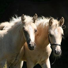 Palomino Romeo´s Lotus
