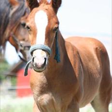 Palomino Romeo´s La Comte