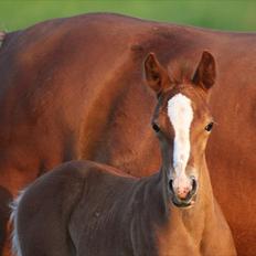 Palomino Romeo´s La Comte