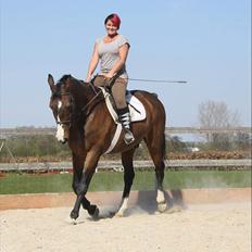 Dansk Varmblod Aducan