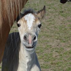 Tyroler Haflinger Abby Strandagergaard R.I.P