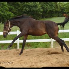 Dansk Varmblod Aagaardens Chirac (Min) R.I.P. :'(