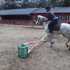 Hollandsk Sportspony Blue moon