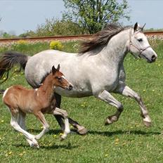 Anden særlig race Salimah