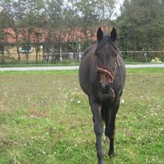 Dansk Varmblod Ranova