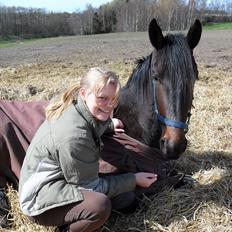 Dansk Varmblod Ranova