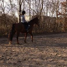 Anden særlig race Picasso