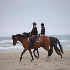 Dansk Varmblod Jaqueline