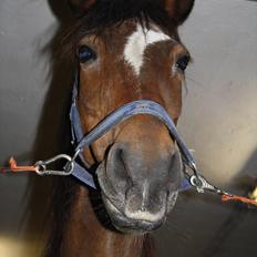 Anden særlig race Chess *.søsters!;D.* - Chesstøsen. (Solgt) :(<3