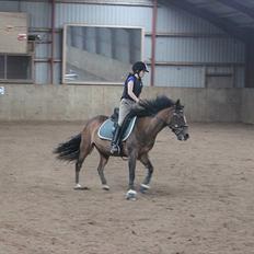 Anden særlig race Chess *.søsters!;D.* - Chesstøsen. (Solgt) :(<3