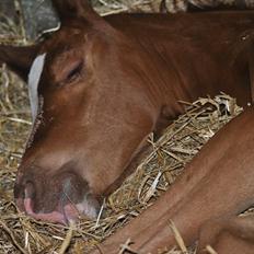 Dansk Varmblod Samiro Wildfire solgt