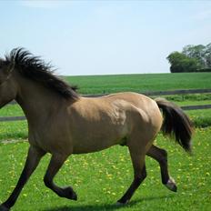 Anden særlig race Prinz**Solgt til Klank Efterskole**