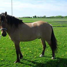 Anden særlig race Prinz**Solgt til Klank Efterskole**