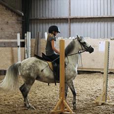 Welsh Pony (sec B) -Smilla