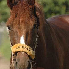 Dansk Varmblod Appassionata