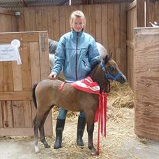 Welsh Mountain (sec A) Villersøes Bella Rosa(LANDSSKUETS BEDSTE FØL 2011)