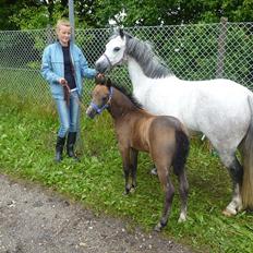 Welsh Mountain (sec A) Villersøes Bella Rosa(LANDSSKUETS BEDSTE FØL 2011)