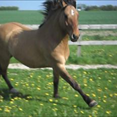 Anden særlig race Prinz**Solgt til Klank Efterskole**