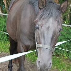Dansk Varmblod Bjeregårdens Olympia