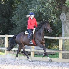 Connemara Loftsome Equinox