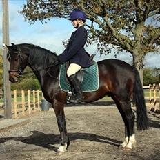 Connemara Loftsome Equinox