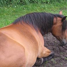 Nordsvensk Skovhest Smilla