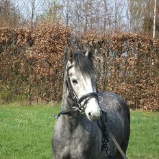Welsh Pony af Cob-type (sec C) Jean Lé penn<3