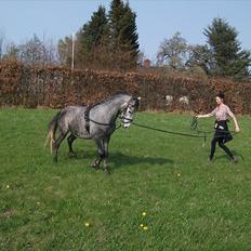 Welsh Pony af Cob-type (sec C) Jean Lé penn<3