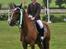 Hollandsk Sportspony Cesar solgt :( - #12. 3. plads i Silkeborg, skønne pony, var 0 i alle klasser og blev placeret i alle klasserne! :-*
Foto: Sofie Nørgaard