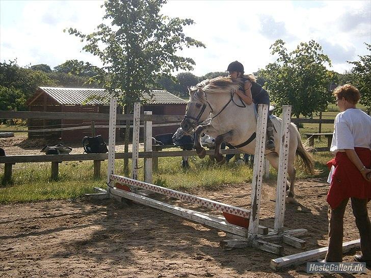 Fjordhest Filur <3 - du er bare en springer :) billede 7