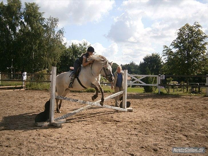 Fjordhest Filur <3 - <3
 billede 8