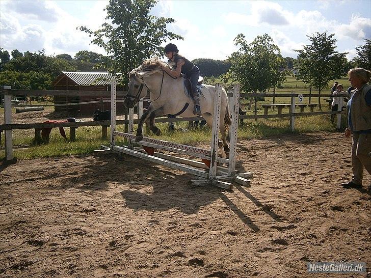 Fjordhest Filur <3 - guf! <3 billede 9