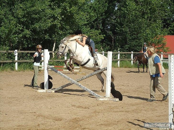 Fjordhest Filur <3 - <3 billede 10