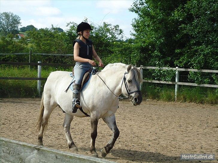 Fjordhest Filur <3 - sødeste <3 billede 11