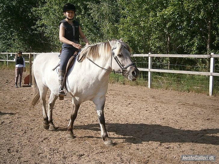 Fjordhest Filur <3 - lidt sød er man da? :) billede 12